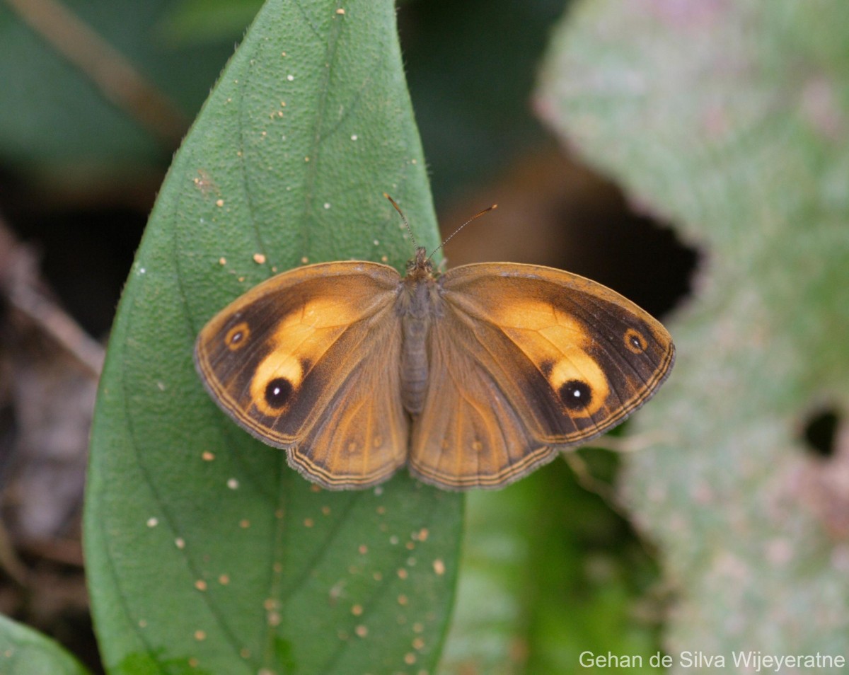 Mycalesis patina Moore, 1857